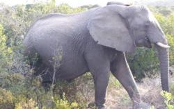 Safari afrique du sud elephant