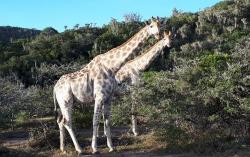 Safari afrique du sud giraphe003