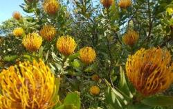 Voyage jardin afrique du sud fynbos004