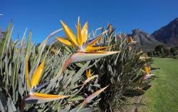 Voyage jardin afrique du sud