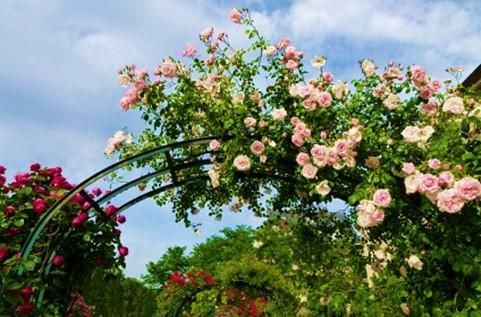 Voyage jardin roses