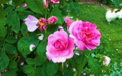 Voyage jardin roses001