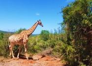 Voyage jardin safari afrique du sud